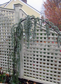 Lattice Fence Atlas Cedar