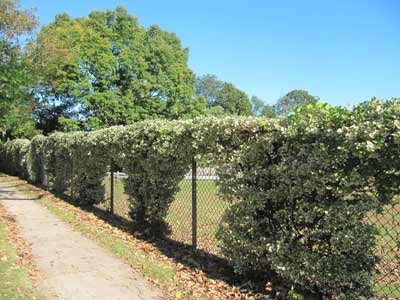 chainlink fence vine