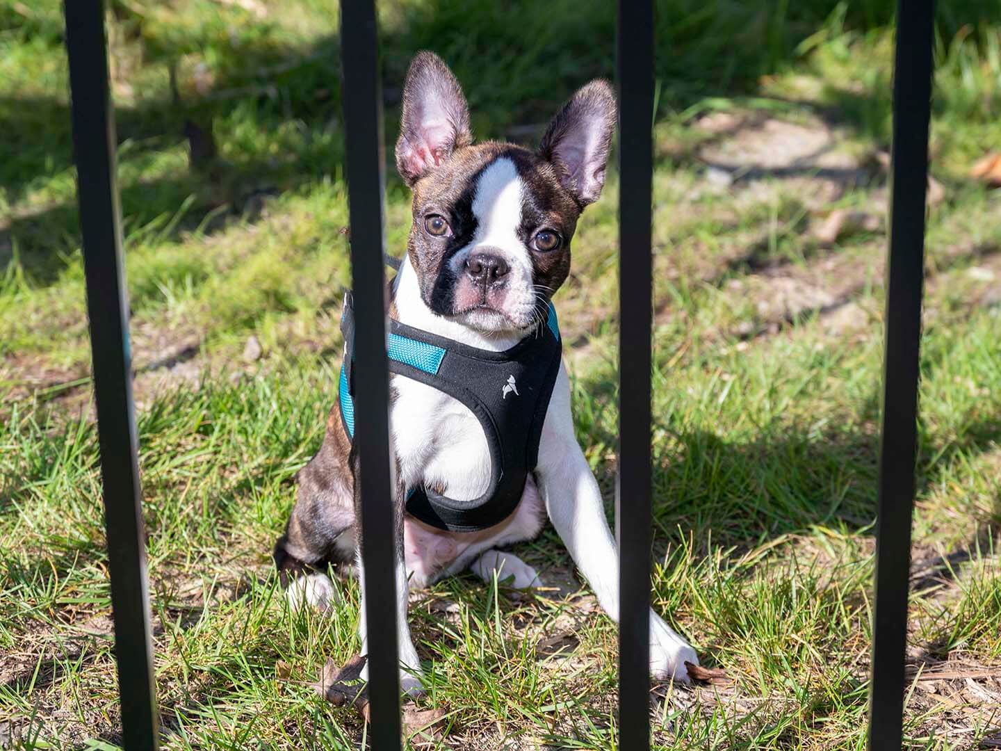 Dog sitting by a fence with a Butler Pennsylvania Fence Installation Company